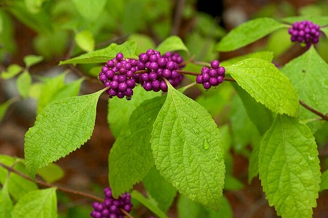 American Beautyberry shrub – native plant in summer garden design