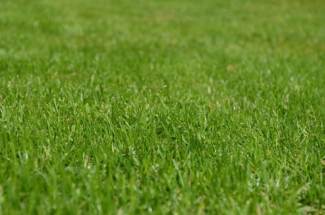 warm season grasses create a beautiful lawn