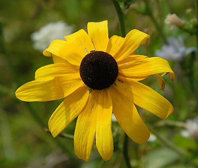 Black-Eyed Susan flowers for vibrant curb appeal