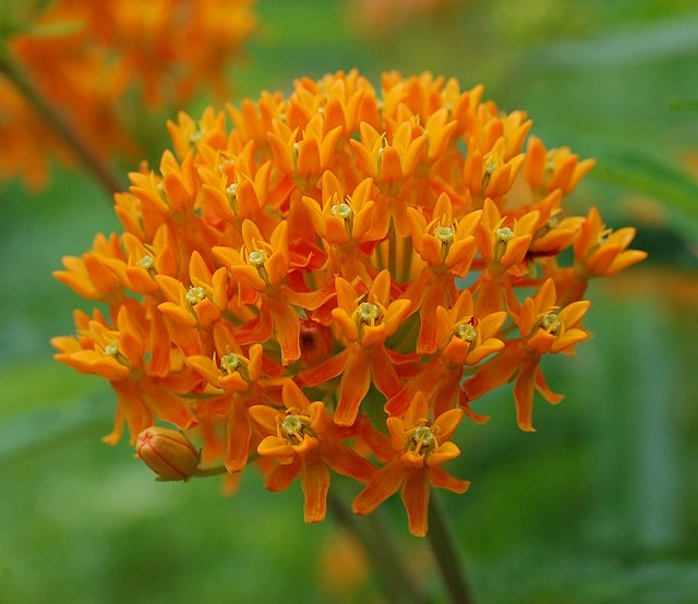 Butterfly Weed – pollinator-friendly native plant landscaping trend for summer in North Carolina