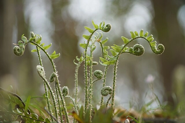 Christmas Fern for shaded outdoor spaces