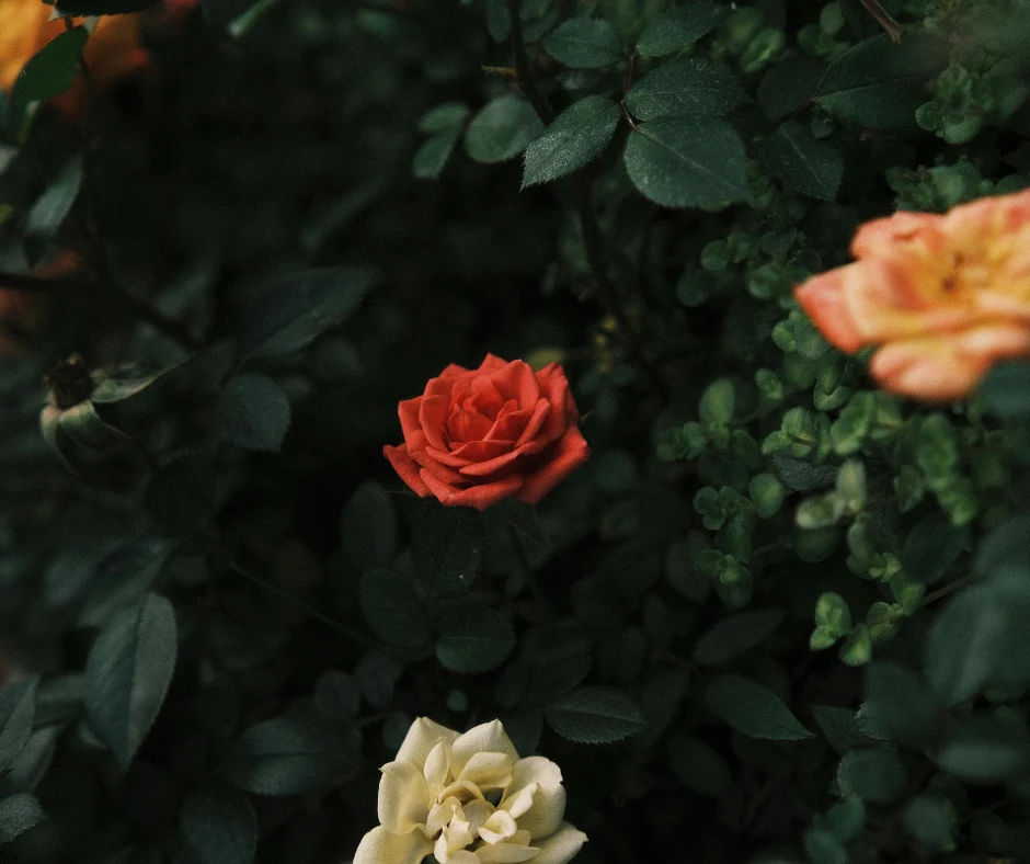 colorful garden landscape trend