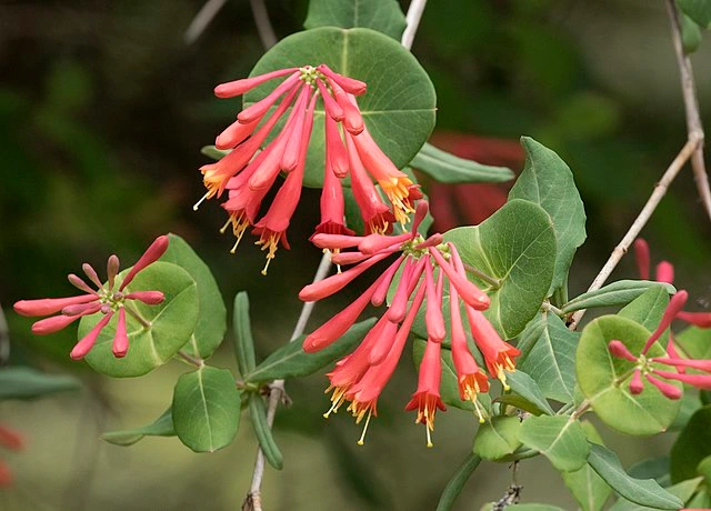 Coral Honeysuckle – climbing native plant for North Carolina gardens