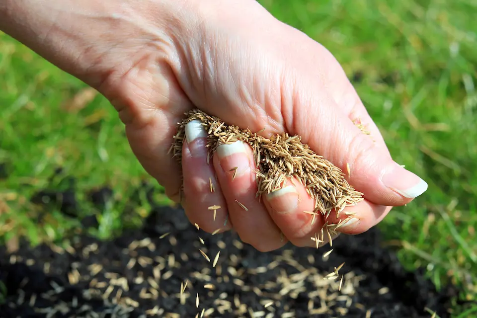 how to overseed a lawn