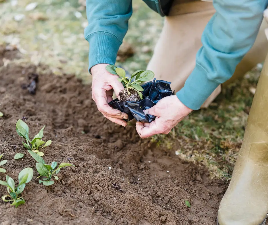 microgarden trend in yards