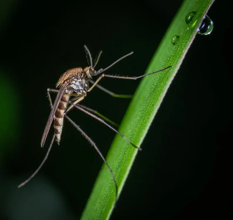 Mosquito Lawn Treatment