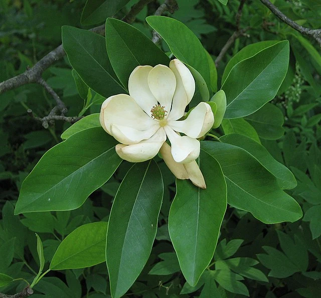 Sweetbay Magnolia tree for sustainable summer landscaping