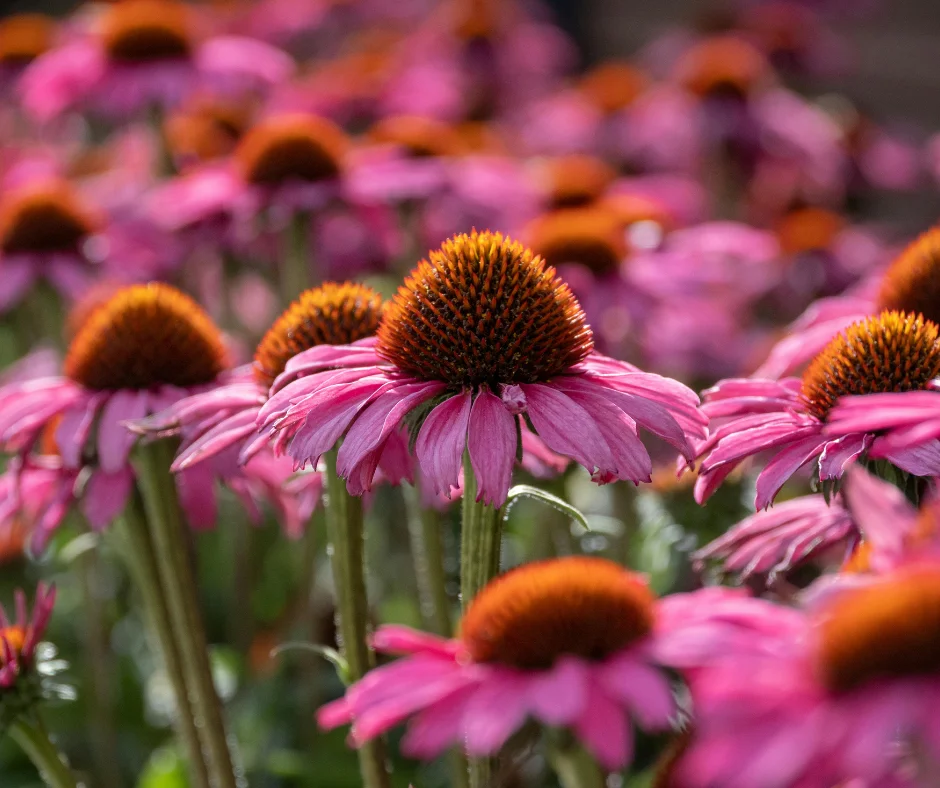 waterwise planting trend