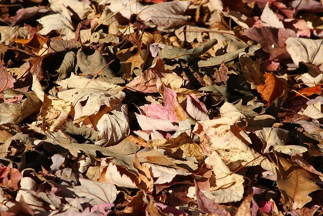 wood chips turn to organic mulch and prevent weed growth and improve soil moisture