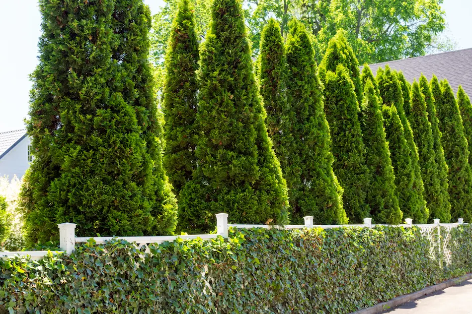 Backyard privacy ideas include evergreen trees that create a natural fence