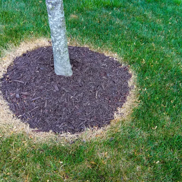 north-carolina-mulching-service Transform your lawn with our mulching services – get a free estimate!