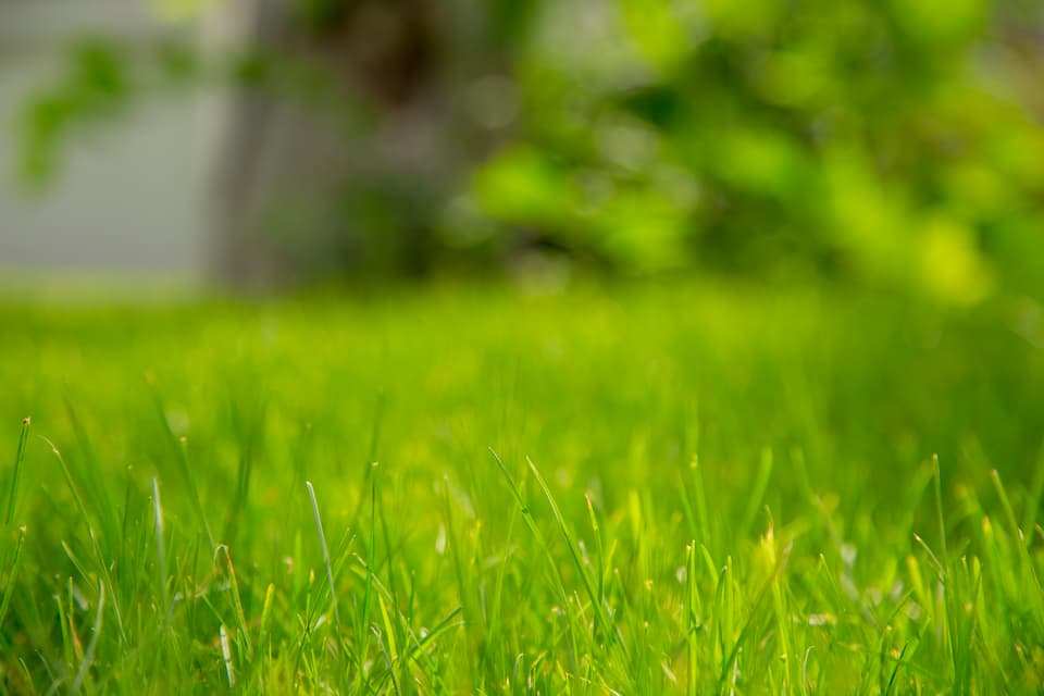 Bermuda grass fertilization schedule in NC