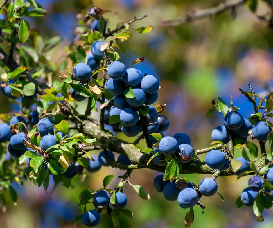 edible plants landscaping trends