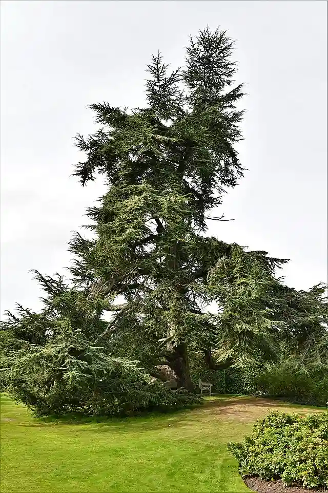 Evergreen tree for year-round structure and curb appeal