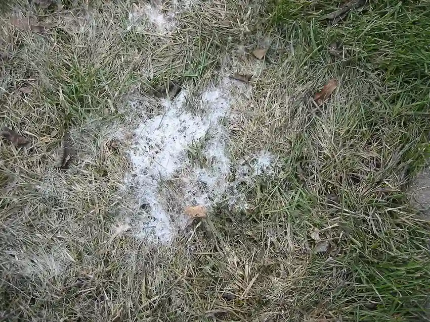 North Carolina grey snow mold
