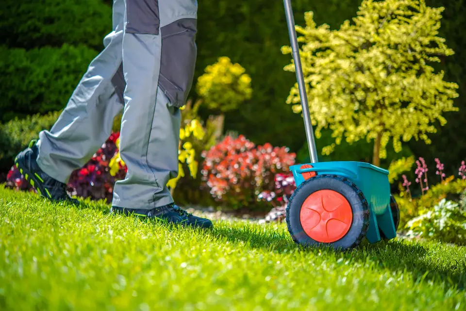 How to keep an overseeded lawn healthy