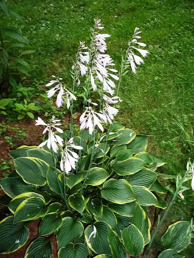 Hostas and ferns – all-green landscape idea for summer