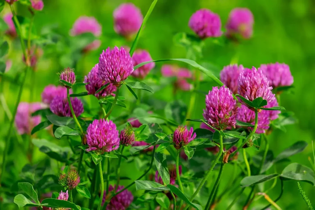 How to get rid of clover