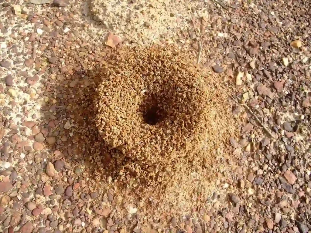 how to kill ants in your yard