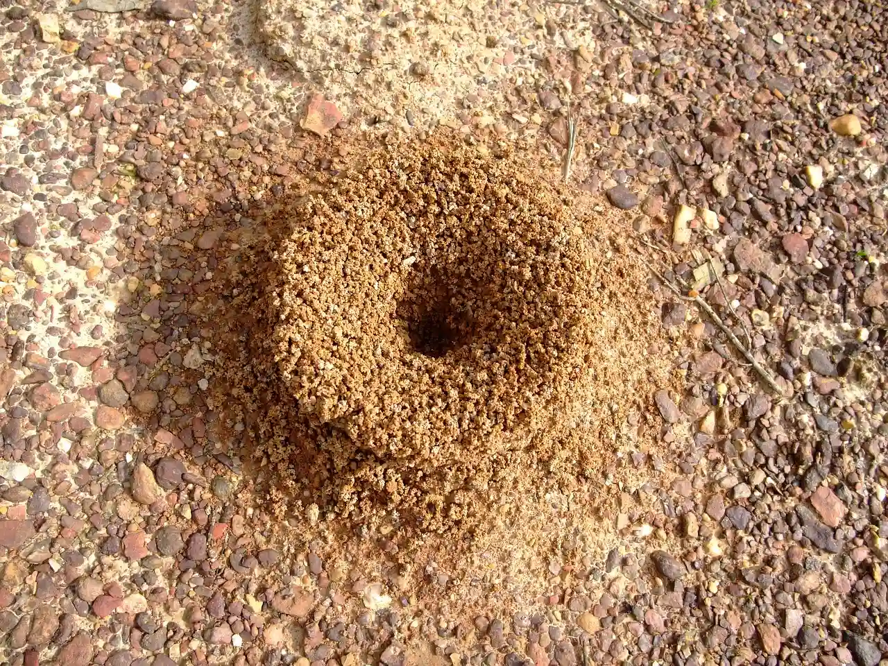 How To Kill Ants In Your Yard A Complete Guide Tips   How To Kill Ants In Your Yard.webp