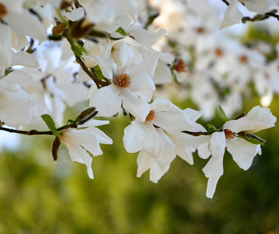 landscaping trend evergreens