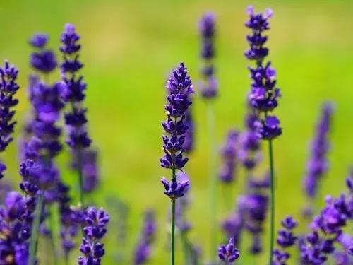 Lavender is a natural moquito repellant
