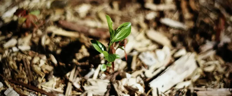 Mulch for weed control