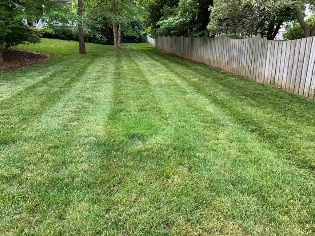 Healthy lawn after professional fall lawn fertilization in Raleigh, NC