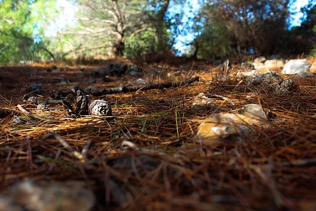 mulch and pine straw pros and cons for landscape beds