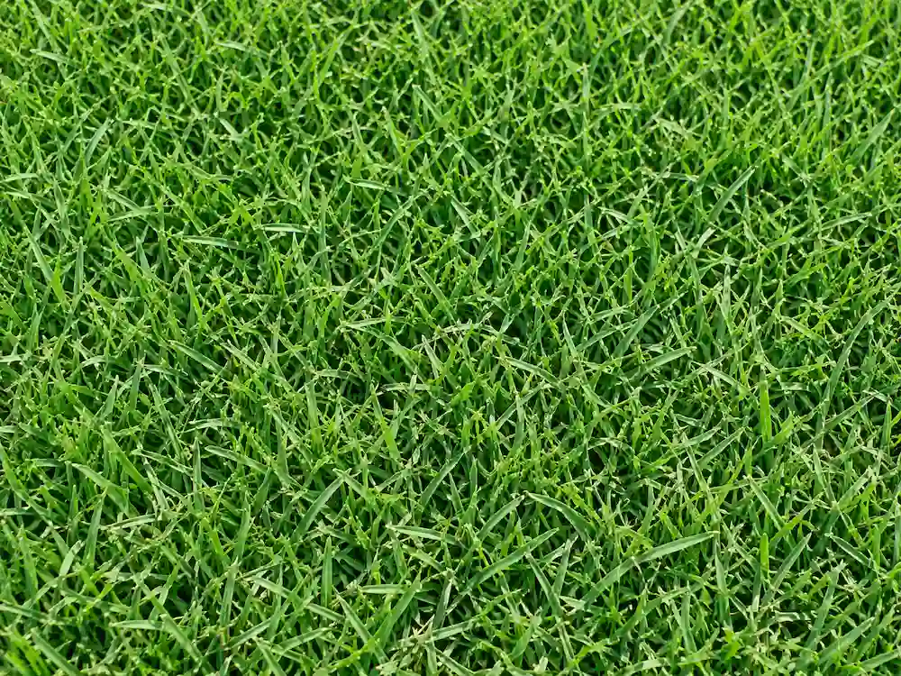 Bermudagrass lawn for fall lawn fertilization in Raleigh, NC