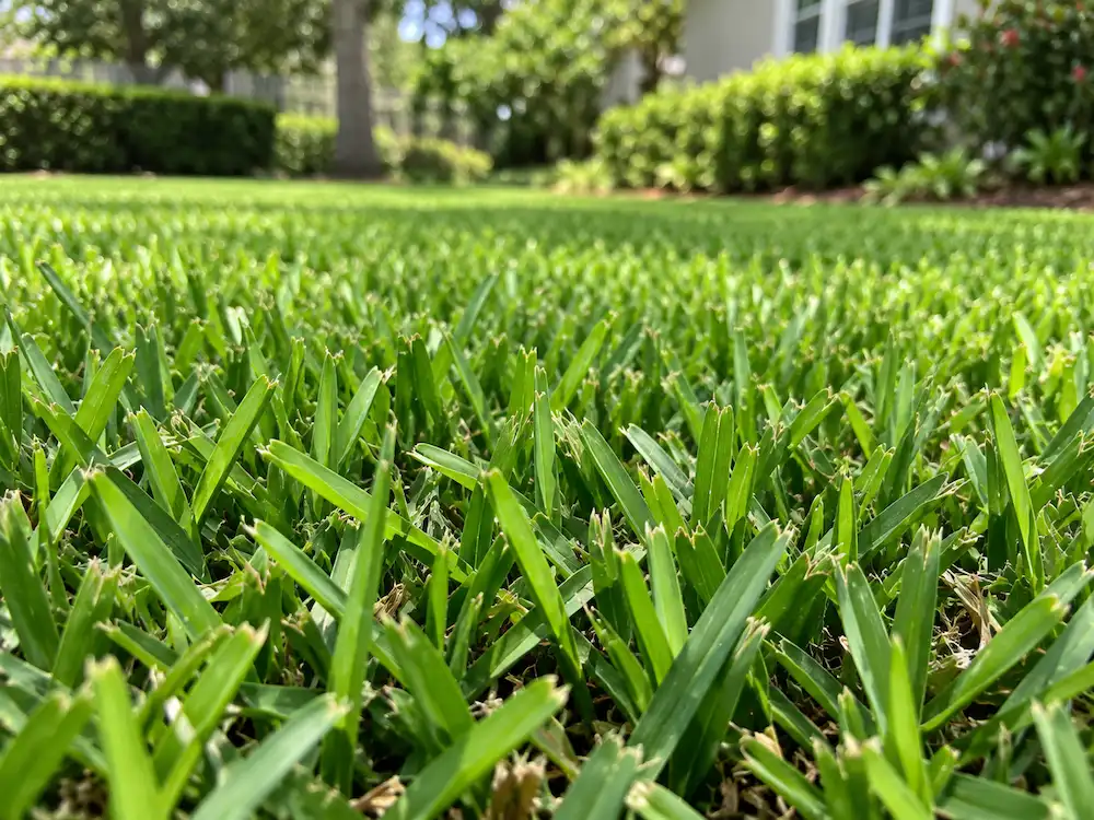 St. Augustine grass for fall lawn fertilization in Raleigh, NC