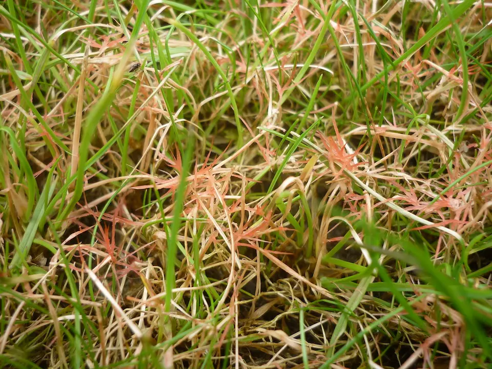 North Carolina Red Thread grass disease