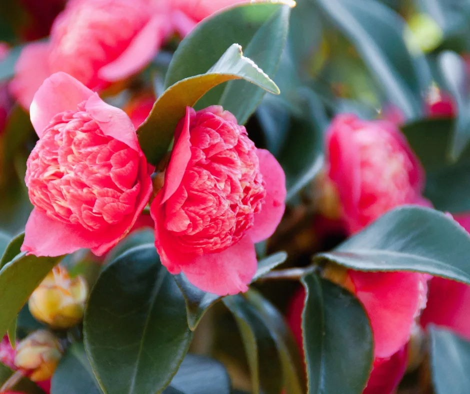 southern landscape trends