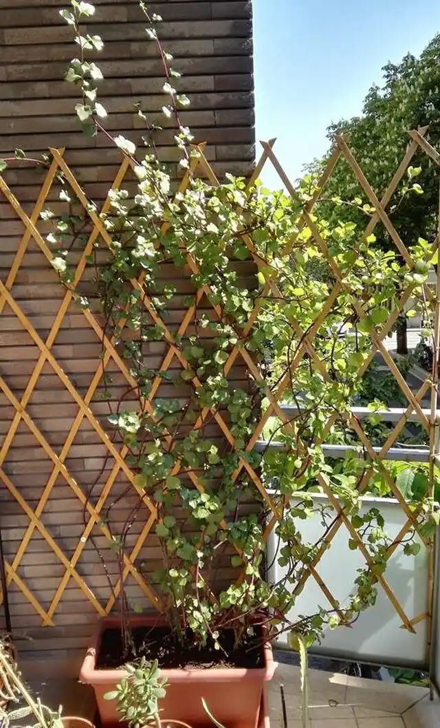 Ivy-covered trellis – vertical garden element