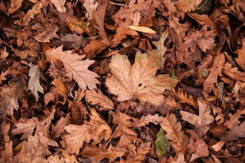 Affordable leaf removal service and landscaping needs for Wake Forest and Wake County, NC properties