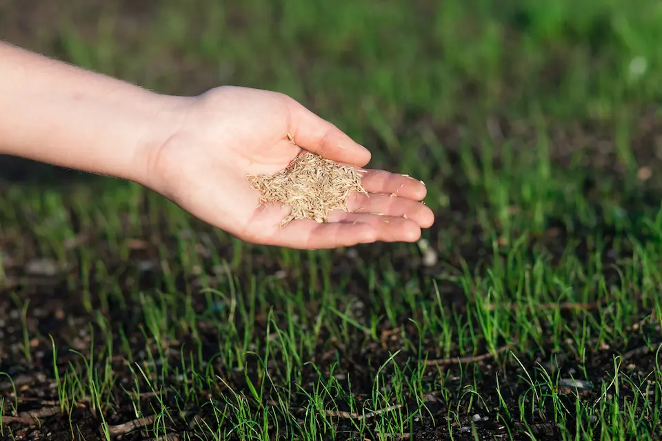 When is it too late to plant warm season grasses in nc