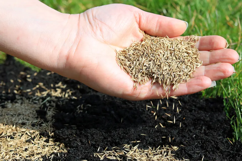 plant grass seed in NC