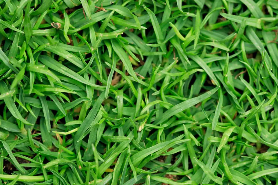 Defeating the Bermuda Grass