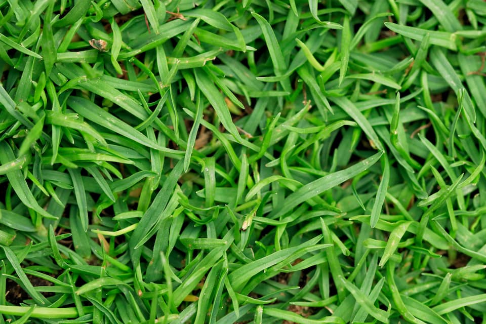 Bermuda grass shop care