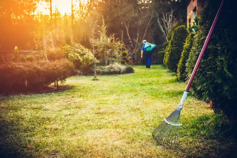 leaf disposal and leaf clean up