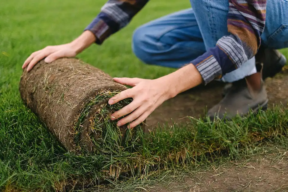 laying sod in winter